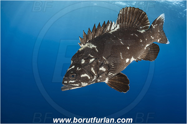 Island Brusnik, Croatia, Adriatic sea, Mediterranean sea, Polyprion americanus, Polyprion, Polyprionidae, Fish, Wreckfish, Stone bass, Juvenile