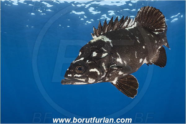 Island Brusnik, Croatia, Adriatic sea, Mediterranean sea, Polyprion americanus, Polyprion, Polyprionidae, Fish, Wreckfish, Stone bass, Juvenile