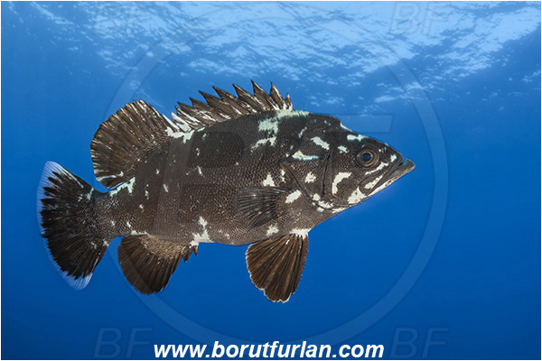 Island Brusnik, Croatia, Adriatic sea, Mediterranean sea, Polyprion americanus, Polyprion, Polyprionidae, Fish, Wreckfish, Stone bass, Juvenile