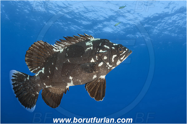 Island Brusnik, Croatia, Adriatic sea, Mediterranean sea, Polyprion americanus, Polyprion, Polyprionidae, Fish, Wreckfish, Stone bass, Juvenile