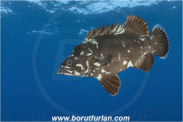 Island Brusnik, Croatia, Adriatic sea, Mediterranean sea, Polyprion americanus, Polyprion, Polyprionidae, Fish, Wreckfish, Stone bass, Juvenile