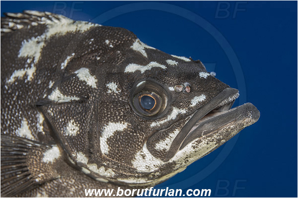 Island Brusnik, Croatia, Adriatic sea, Mediterranean sea, Polyprion americanus, Polyprion, Polyprionidae, Fish, Wreckfish, Stone bass, Juvenile, Portrait