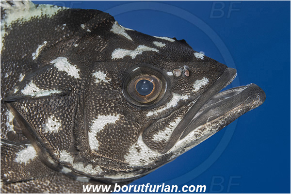 Island Brusnik, Croatia, Adriatic sea, Mediterranean sea, Polyprion americanus, Polyprion, Polyprionidae, Fish, Wreckfish, Stone bass, Juvenile, Portrait
