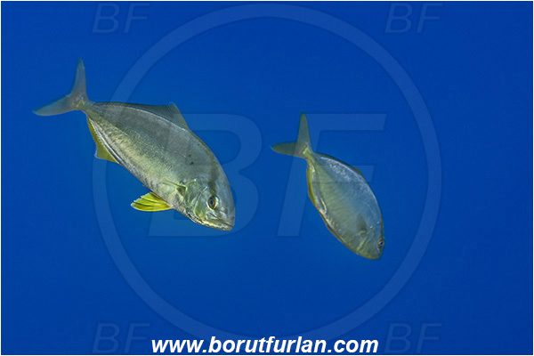 Island Brusnik, Croatia, Adriatic sea, Mediterranean sea, Seriola dumerili, Seriola, Carangidae, Greater Amberjack, Amberjack, Jack, Fish, Juvenile