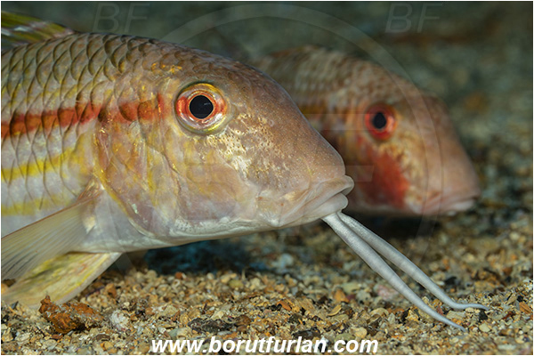 Island Vis, Croatia, Adriatic sea, Mediterranean sea, Mullus surmuletus, Mullus, Mullidae, Striped red mullet, Mullet, Goatfish, Fish, Portrait