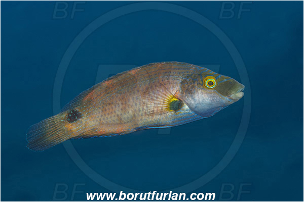 Island Vis, Croatia, Adriatic sea, Mediterranean sea, Symphodus mediterraneus, Symphodus, Labridae, Axillary wrasse, Wrasse, Fish