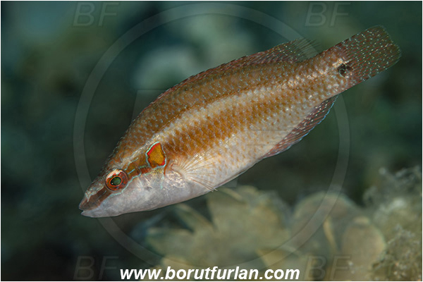 Island Vis, Croatia, Adriatic sea, Mediterranean sea, Symphodus ocellatus, Symphodus, Labridae, Ocellated wrasse, Wrasse, Fish