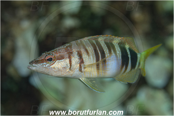 Island Vis, Croatia, Adriatic sea, Mediterranean sea, Serranus scriba, Serranus, Serranidae, Painted comber, Fish