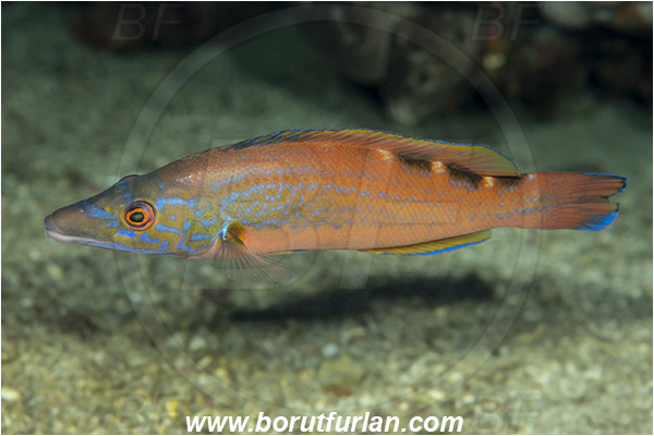 Island Vis, Croatia, Adriatic sea, Mediterranean sea, Labrus mixtus, Labrus, Labridae, Cuckoo wrasse, Wrasse, Fish, Intermediate