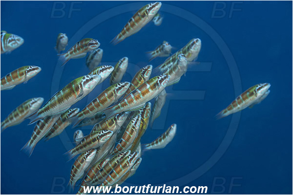 Island Vis, Croatia, Adriatic sea, Mediterranean sea, Thalasoma pavo, Thalasoma, Labridae, Ornate wrasse, Female, Wrasse, Fish, Fish school, Mating