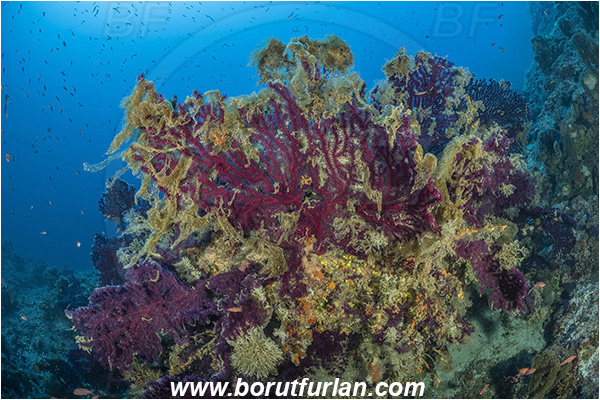 Island Bisevo, Croatia, Adriatic sea, Mediterranean sea, Paramuricea clavata, Paramuricea, Plexauridae, Mediterranean gorgonian, Sea fan, Coral, Cnidaria, Cnidarian, Reef, Algae over corals