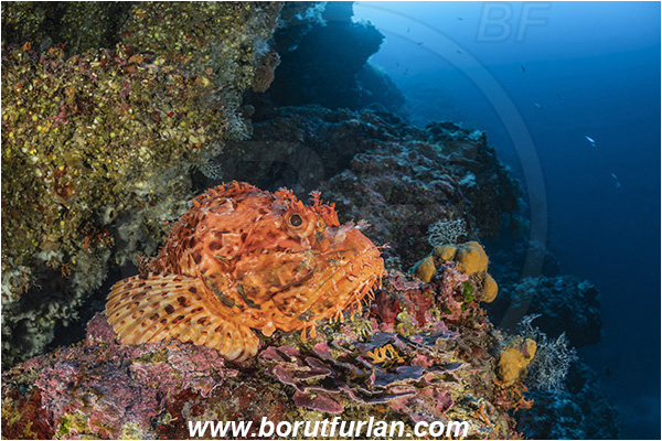 Island Bisevo, Croatia, Adriatic sea, Fish, Great red scorpionfish, Mediterranean sea, Reef, Scorpaena, Scorpaena scrofa, Scorpaenidae, Scorpionfish