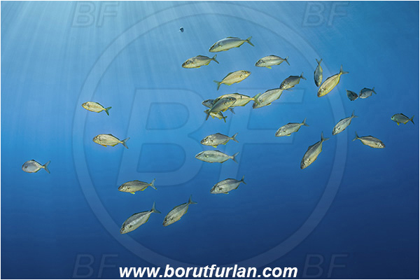 Island Brusnik, Croatia, Adriatic sea, Mediterranean sea, Seriola dumerili, Seriola, Carangidae, Greater Amberjack, Amberjack, Jack, Fish, Juvenile, Fish school