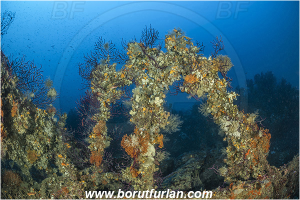 Island Brusnik, Croatia, Adriatic sea, Mediterranean sea, Wreck, Michael N. Maris