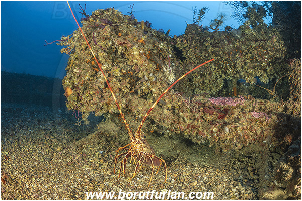 Island Brusnik, Croatia, Adriatic sea, Mediterranean sea, Wreck, Michael N. Maris, Palinurus elephas, Palinurus, Palinuridae, Decapoda, European spiny lobster, Spiny lobster, Lobster, Crustacea, Crustacean