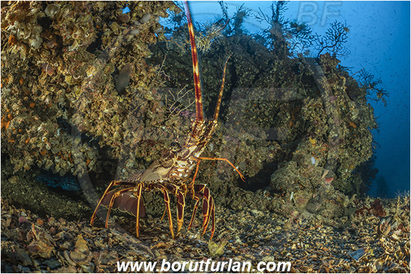 Island Brusnik, Croatia, Adriatic sea, Mediterranean sea, Wreck, Michael N. Maris, Palinurus elephas, Palinurus, Palinuridae, Decapoda, European spiny lobster, Spiny lobster, Lobster, Crustacea, Crustacean