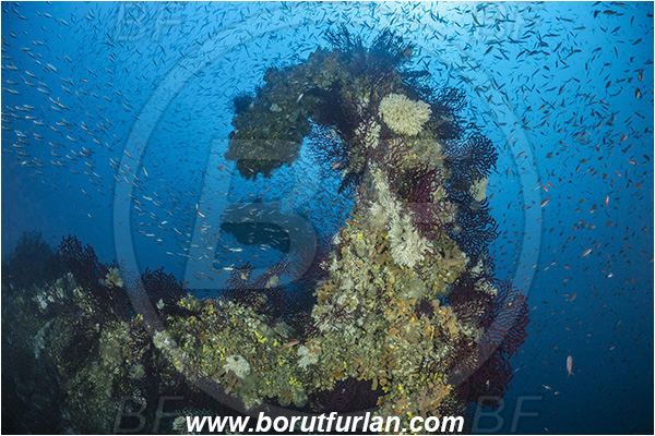 Island Brusnik, Croatia, Adriatic sea, Mediterranean sea, Wreck, Michael N. Maris, Fish school