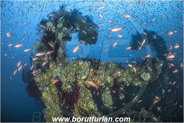 Island Brusnik, Croatia, Adriatic sea, Mediterranean sea, Wreck, Michael N. Maris, Anthias anthias, Anthias, Serranidae, Swallowtail seaperch, Seaperch, Fish, Fish school