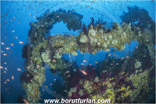 Island Brusnik, Croatia, Adriatic sea, Mediterranean sea, Wreck, Michael N. Maris, Fish school
