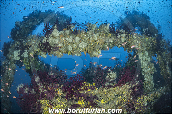 Island Brusnik, Croatia, Adriatic sea, Mediterranean sea, Wreck, Michael N. Maris, Paramuricea clavata, Paramuricea, Plexauridae, Mediterranean gorgonian, Sea fan, Coral, Cnidaria, Cnidarian, Fish school