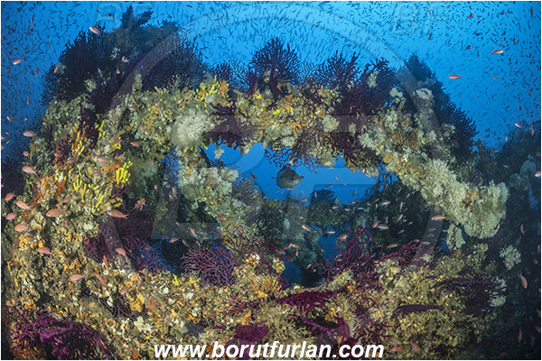 Island Brusnik, Croatia, Adriatic sea, Mediterranean sea, Wreck, Michael N. Maris, Fish, Fish school