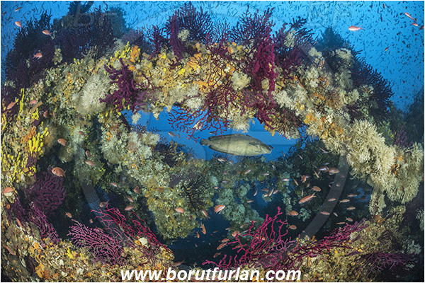 Island Brusnik, Croatia, Adriatic sea, Mediterranean sea, Wreck, Michael N. Maris, Phycis phycis, Phycis, Phycidae, Forkbeard, Fish, Fish school