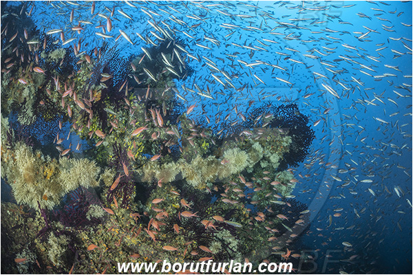 Island Brusnik, Croatia, Adriatic sea, Mediterranean sea, Wreck, Michael N. Maris, Boops boops, Boops, Sparidae, Bogue, Seabream, Anthias anthias, Anthias, Serranidae, Swallowtail seaperch, Seaperch, Fish, Fish school