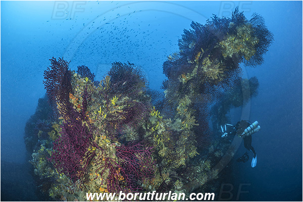 Island Brusnik, Croatia, Adriatic sea, Mediterranean sea, Wreck, Michael N. Maris, Paramuricea clavata, Paramuricea, Plexauridae, Mediterranean gorgonian, Sea fan, Coral, Cnidaria, Cnidarian, Diver, Technical diver, Underwater photographer