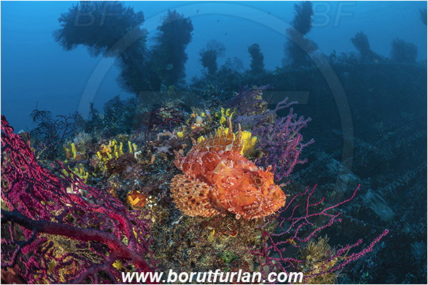 Island Brusnik, Croatia, Adriatic sea, Mediterranean sea, Wreck, Michael N. Maris, Scorpaena scrofa, Scorpaena, Scorpaenidae, Great red scorpionfish, Scorpionfish, Fish