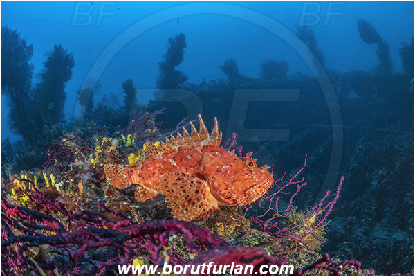 Island Brusnik, Croatia, Adriatic sea, Mediterranean sea, Wreck, Michael N. Maris, Scorpaena scrofa, Scorpaena, Scorpaenidae, Great red scorpionfish, Scorpionfish, Fish