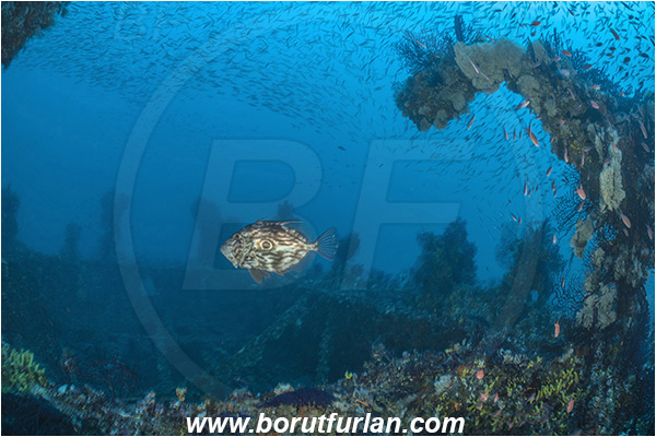 Island Brusnik, Croatia, Adriatic sea, Mediterranean sea, Wreck, Michael N. Maris, Zeus faber, Zeus, Zeidae, John Dory, St Pierre, Peter