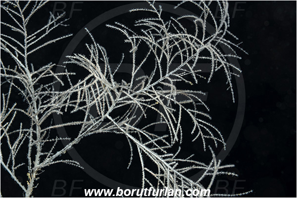 Island Svetac, Croatia, Adriatic sea, Mediterranean sea, Antipathella subpinnata, Antipathella, Myriopathidae, Mediterranean black coral, Black coral, Coral, Anthozoa, Cnidaria, Cnidarian, Abstract