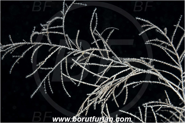 Island Svetac, Croatia, Adriatic sea, Mediterranean sea, Antipathella subpinnata, Antipathella, Myriopathidae, Mediterranean black coral, Black coral, Coral, Anthozoa, Cnidaria, Cnidarian, Abstract