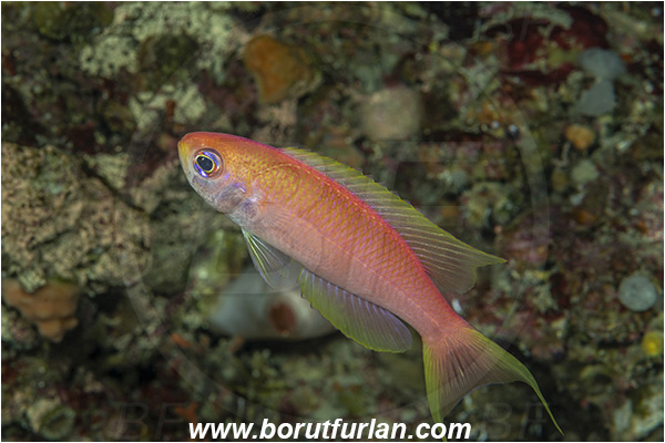 Island Svetac, Croatia, Adriatic sea, Mediterranean sea, Callanthias ruber, Callanthias, Callanthiidae, Parrot seaperch, Seaperch, Fish