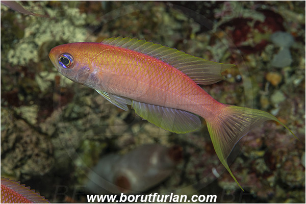 Island Svetac, Croatia, Adriatic sea, Mediterranean sea, Callanthias ruber, Callanthias, Callanthiidae, Parrot seaperch, Seaperch, Fish