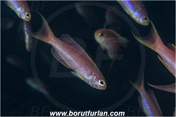Island Svetac, Croatia, Adriatic sea, Mediterranean sea, Callanthias ruber, Callanthias, Callanthiidae, Parrot seaperch, Seaperch, Fish