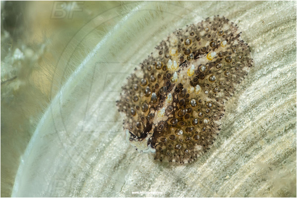 Island Svetac, Croatia, Adriatic sea, Mediterranean sea, Thysanozoon brocchii, Thysanozoon, Pseudocerotidae, Carpet flatworm, Flatworm, Platyhelminthes