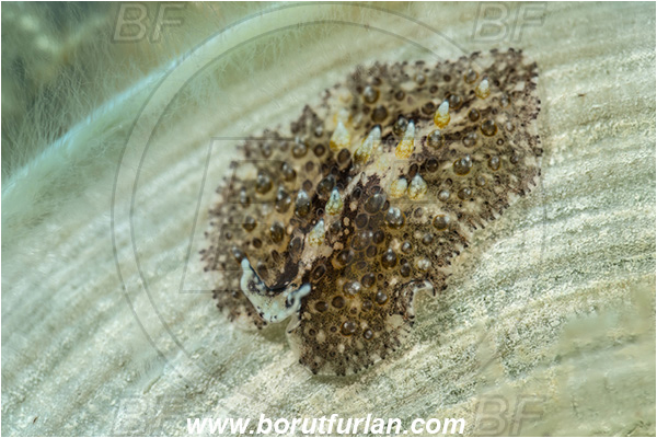 Island Svetac, Croatia, Adriatic sea, Mediterranean sea, Thysanozoon brocchii, Thysanozoon, Pseudocerotidae, Carpet flatworm, Flatworm, Platyhelminthes