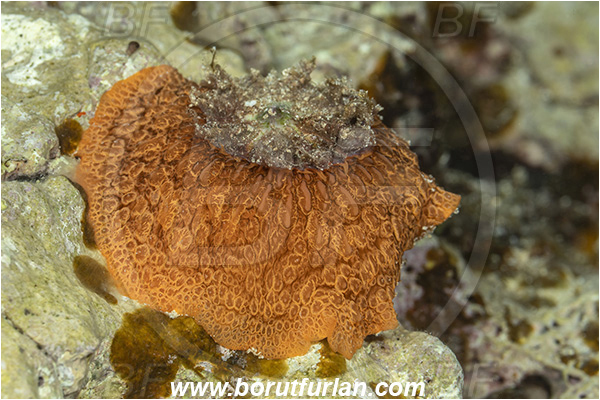 Island Svetac, Croatia, Adriatic sea, Mediterranean sea, Umbraculum umbraculum, Umbraculum, Umbraculidae, Umbrella slug, Sea snail, Gastropoda, Mollusca, Mollusc