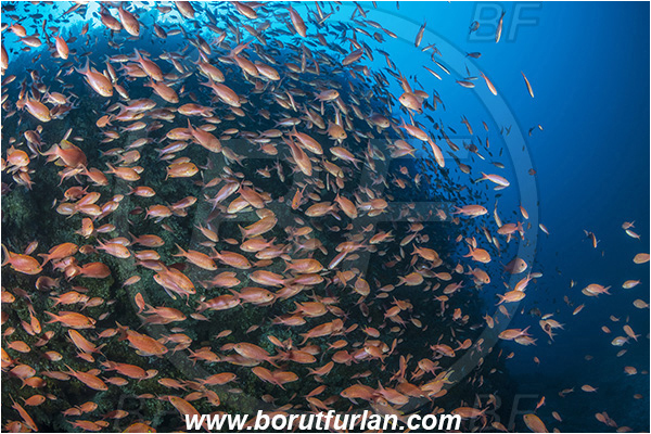 Island Svetac, Croatia, Adriatic sea, Mediterranean sea, Anthias anthias, Anthias, Serranidae, Swallowtail seaperch, Seaperch, Fish, Fish school, Reef