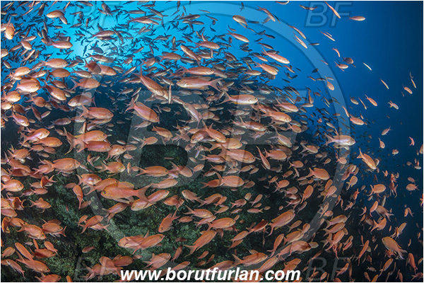 Island Svetac, Croatia, Adriatic sea, Mediterranean sea, Anthias anthias, Anthias, Serranidae, Swallowtail seaperch, Seaperch, Fish, Fish school, Reef
