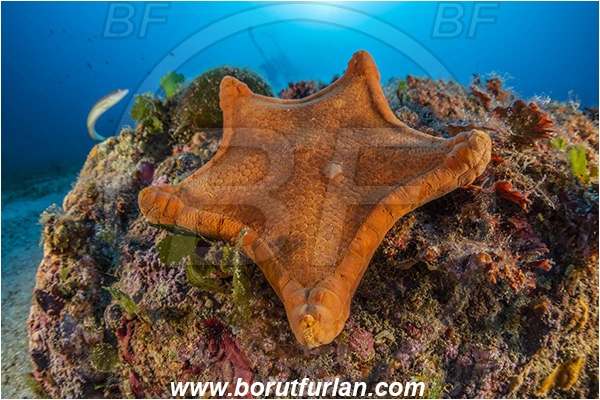 Island Vis, Croatia, Adriatic sea, Mediterranean sea, Peltaster placenta, Peltaster, Goniasteridae, Penta starfish, Strafish, Asteroidea, Echinodermata, Echinoderm