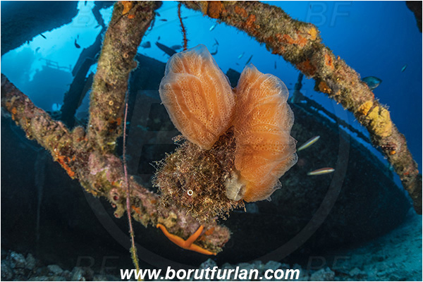 Island Vis, Croatia, Adriatic sea, Mediterranean sea, Wreck Teti, Wreck, Teti, Aplidium tabarquensis, Aplidium, Polycitoridae, Colony of Tunicates, Colonial sea squirt, Sea squirt, Ascidiacea, Tunicata, Tunicate