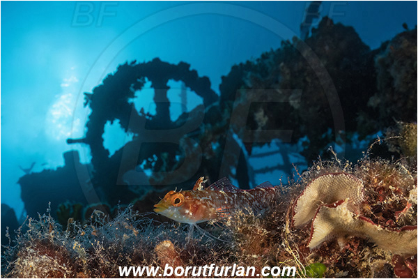 Island Vis, Croatia, Adriatic sea, Mediterranean sea, Wreck Teti, Wreck, Teti, Tripterygion tripteronotum, Tripterygion, Tripterygiidae, Red-black triplefin, Triplefin, Fish