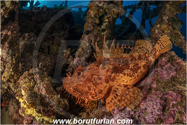Island Vis, Croatia, Adriatic sea, Mediterranean sea, Wreck Teti, Wreck, Teti, Scorpaena scrofa, Scorpaena, Scorpaenidae, Great red scorpionfish, Scorpionfish, Fish