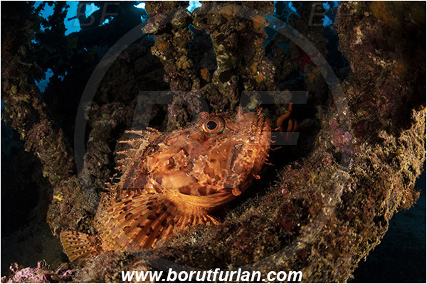 Island Vis, Croatia, Adriatic sea, Mediterranean sea, Wreck Teti, Wreck, Teti, Scorpaena scrofa, Scorpaena, Scorpaenidae, Great red scorpionfish, Scorpionfish, Fish