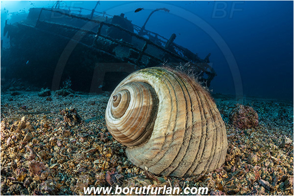 Island Vis, Croatia, Adriatic sea, Mediterranean sea, Wreck Teti, Wreck, Teti, Tonna galea, Tonna, Tonnidae, Giant tun, Tun shell, Sea snail, Gastropoda, Mollusca, Mollusc