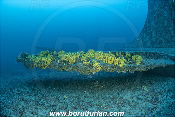 Island Vis, Croatia, Adriatic sea, Mediterranean sea, Wreck, Airplane, Bomber, B-17, Flying fortress, Aplysina aerophoba, Aplysina, Aplysinidae, Yellow Tube Sponge, Golden Sponge, Sponge, Porifera