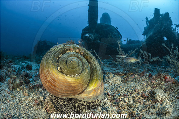 Island Vis, Croatia, Adriatic sea, Mediterranean sea, Wreck, Airplane, Bomber, B-24, Consolidated B-24 Liberator, Tonna galea, Tonna, Tonnidae, Giant tun, Tun shell, Sea snail, Gastropoda, Mollusca, Mollusc