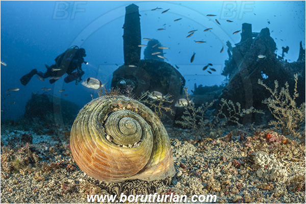 Island Vis, Croatia, Adriatic sea, Mediterranean sea, Wreck, Airplane, Bomber, B-24, Consolidated B-24 Liberator, Tonna galea, Tonna, Tonnidae, Giant tun, Tun shell, Sea snail, Gastropoda, Mollusca, Mollusc